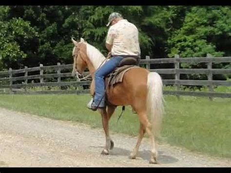 com - Tennessee Walking Horse - Show, Trail, Trail Obstacle, Husband Safe, Gaited, Neck Reins Tennessee Walker for sale in Mount vernon, Kentucky USA. . Grandma safe tennessee walking horse for sale